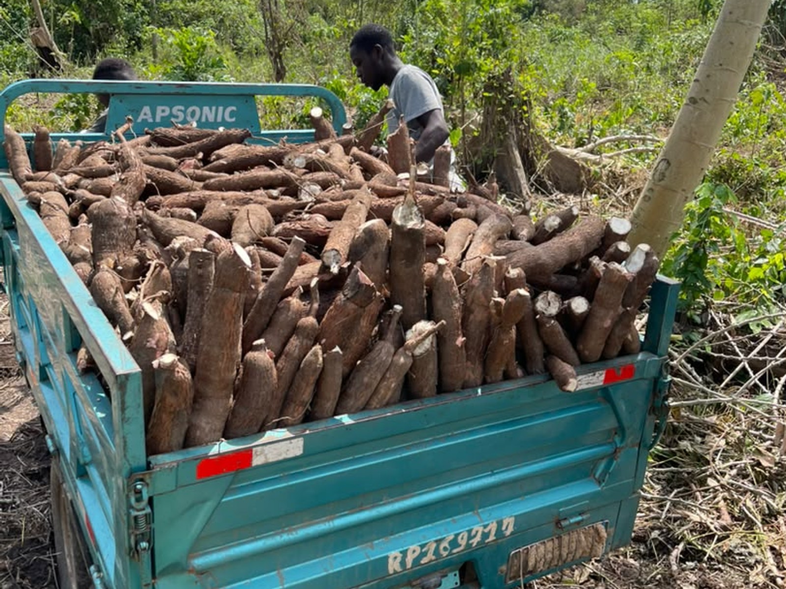 Cassava fields