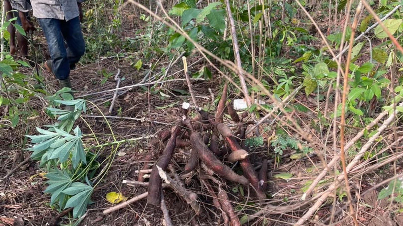 Cassava plantation in Côte d'Ivoire