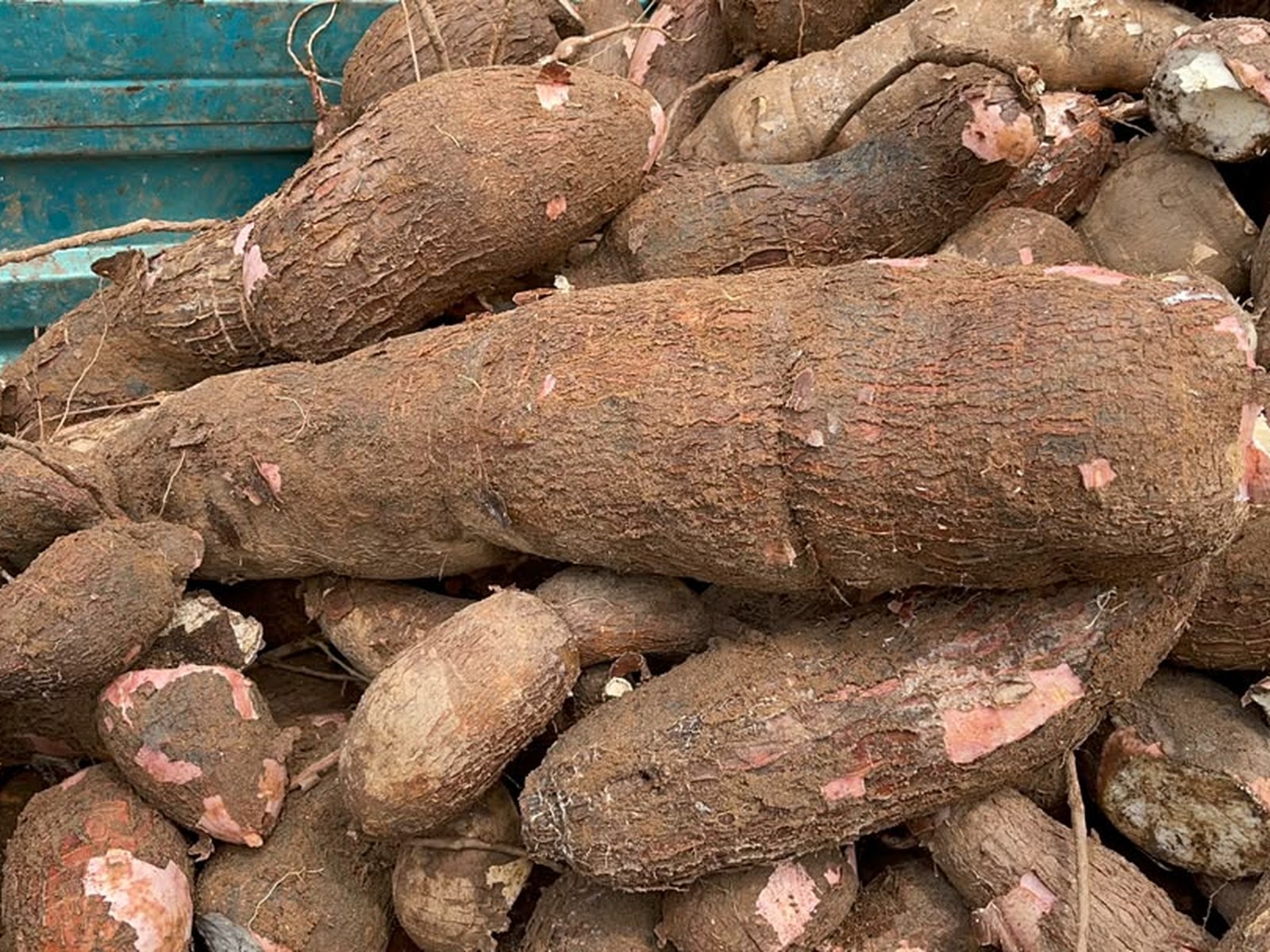 Cassava plantation in Côte d'Ivoire